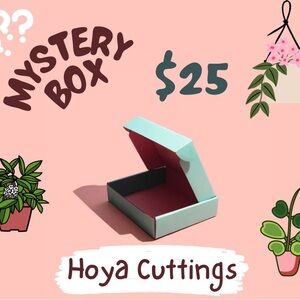 Hoya Cuttings Mystery Box